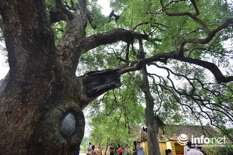 Ngắm cây dã hương nghìn năm tuổi độc nhất vô nhị của thế giới ở Việt Nam - 10