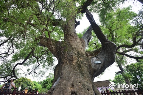 Ngắm cây dã hương nghìn năm tuổi độc nhất vô nhị của thế giới ở Việt Nam - 11