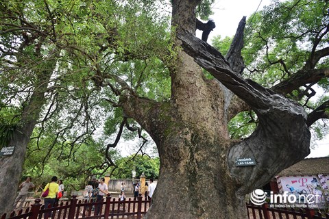 Ngắm cây dã hương nghìn năm tuổi độc nhất vô nhị của thế giới ở Việt Nam - 12