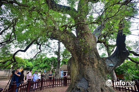 Ngắm cây dã hương nghìn năm tuổi độc nhất vô nhị của thế giới ở Việt Nam - 2