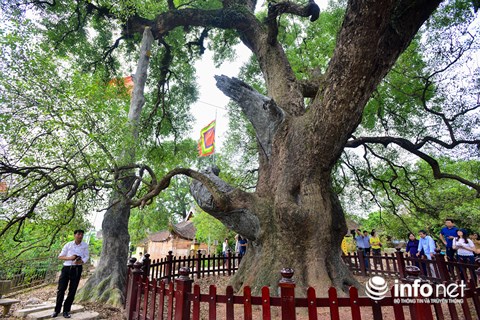 Ngắm cây dã hương nghìn năm tuổi độc nhất vô nhị của thế giới ở Việt Nam - 3