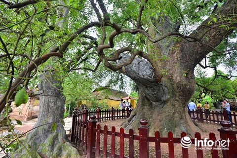 Ngắm cây dã hương nghìn năm tuổi độc nhất vô nhị của thế giới ở Việt Nam - 4