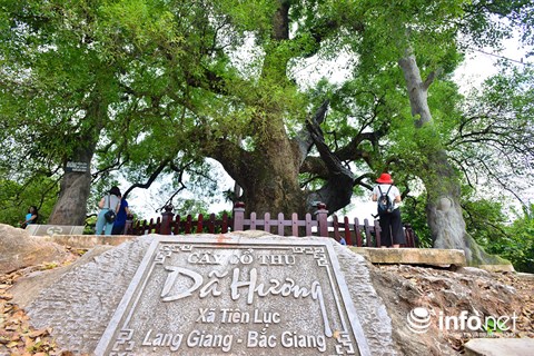 Ngắm cây dã hương nghìn năm tuổi độc nhất vô nhị của thế giới ở Việt Nam - 5