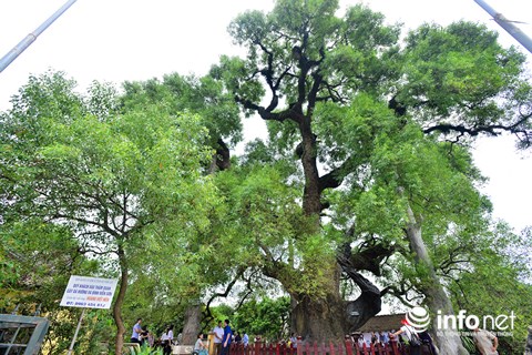 Ngắm cây dã hương nghìn năm tuổi độc nhất vô nhị của thế giới ở Việt Nam - 6