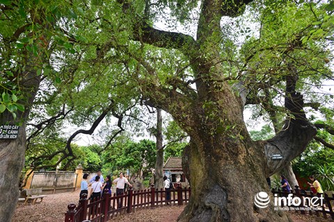 Ngắm cây dã hương nghìn năm tuổi độc nhất vô nhị của thế giới ở Việt Nam - 7