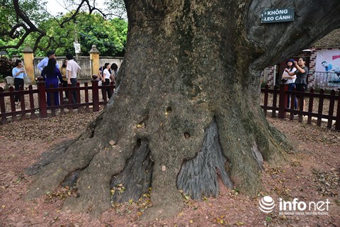 Ngắm cây dã hương nghìn năm tuổi độc nhất vô nhị của thế giới ở Việt Nam - 8