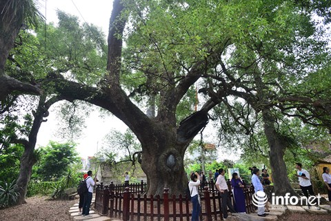 Ngắm cây dã hương nghìn năm tuổi độc nhất vô nhị của thế giới ở Việt Nam - 9