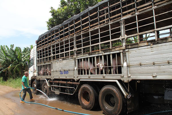 Tiêu hủy heo &#34;xách tay&#34;, xúc xích heo Trung Quốc vào Việt Nam - 1