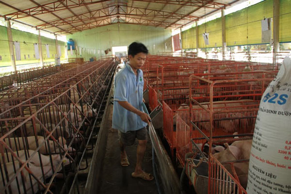 Tiêu hủy heo &#34;xách tay&#34;, xúc xích heo Trung Quốc vào Việt Nam - 2