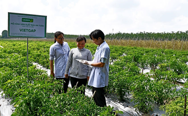 UNIBEN hỗ trợ nông dân thực hiện VietGAP, hướng tới phát triển vùng nguyên liệu sạch - 1