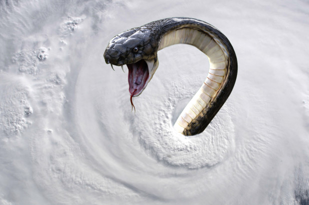 Cảnh báo siêu bão cuốn rắn độc &#34;bay tứ tung&#34; khắp tiểu bang Mỹ - 1