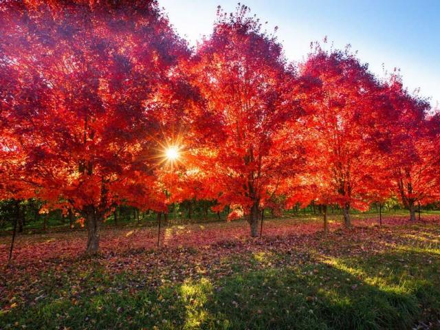 Du lịch - Không ngờ mùa thu tại xứ sở Kangaroo lại đẹp như chốn thần tiên thế này