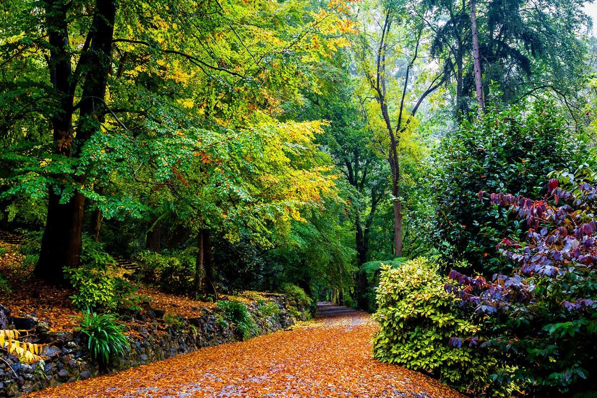 Không ngờ mùa thu tại xứ sở Kangaroo lại đẹp như chốn thần tiên thế này - 2