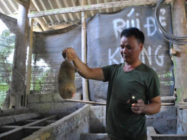 Nuôi loài chuột ăn bí đỏ, mía cây, thịt nung núc, bán 400 ngàn/kg