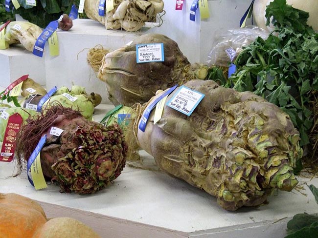 Giật mình vì những loại rau củ quả khủng nhất trên thế giới - 4