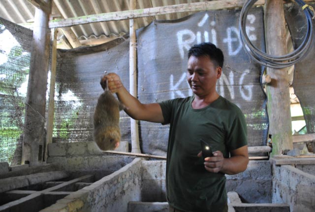 Nuôi loài chuột ăn bí đỏ, mía cây, thịt nung núc, bán 400 ngàn/kg - 1