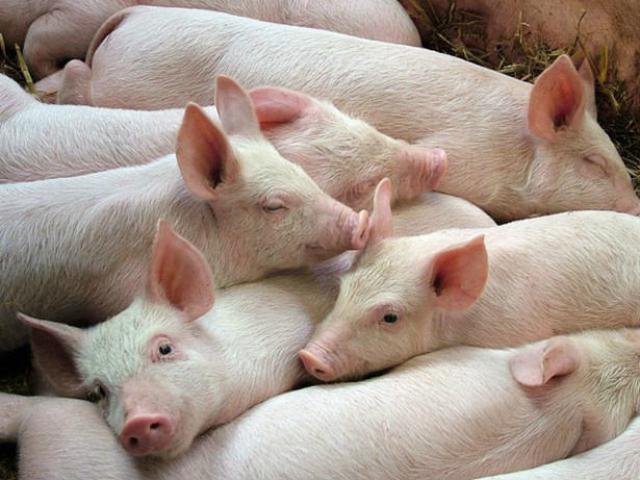 Thị trường - Tiêu dùng - Giá heo hơi 16/9: Các "đại gia" tiếp tục tăng giá bán, bình tĩnh với dịch tả heo châu Phi