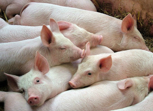 Giá heo hơi 16/9: Các &#34;đại gia&#34; tiếp tục tăng giá bán, bình tĩnh với dịch tả heo châu Phi - 1