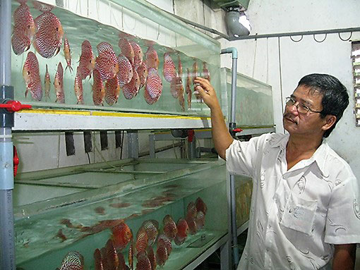 Làm giàu ở nông thôn: Bỏ ba ba, nuôi cá dĩa thu 100 triệu/tháng - 1