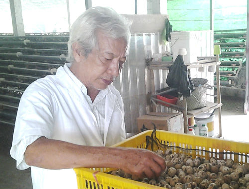 “Vua trứng cút” miền Tây bán trứng cút cho Nhật, thu 1 tỷ/tháng - 2