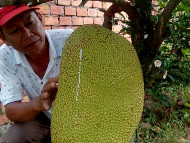 Thị trường - Tiêu dùng - Tự tay lai tạo giống mít ra trái "khổng lồ", lời gần 1 tỷ đồng/năm