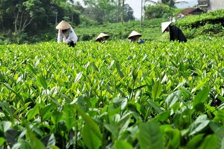 "Trà quý tộc": 1kg được làm từ 3 sào chè trên 5 năm tuổi - 3