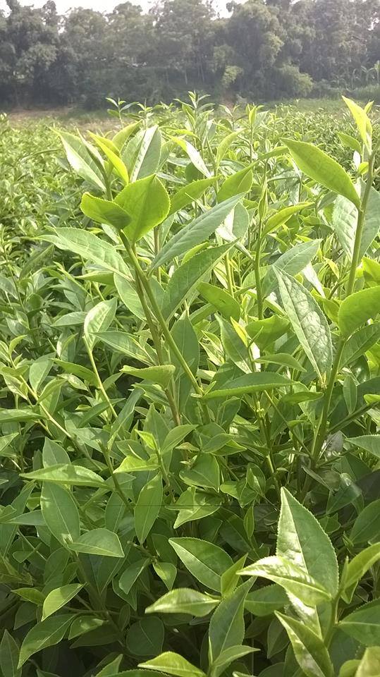 "Trà quý tộc": 1kg được làm từ 3 sào chè trên 5 năm tuổi - 2
