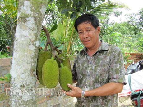 Tự tay lai tạo giống mít ra trái &#34;khổng lồ&#34;, lời gần 1 tỷ đồng/năm - 2