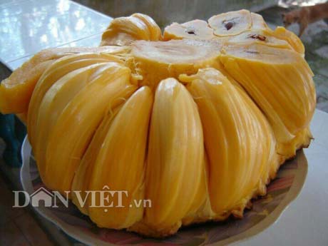 Tự tay lai tạo giống mít ra trái &#34;khổng lồ&#34;, lời gần 1 tỷ đồng/năm - 3