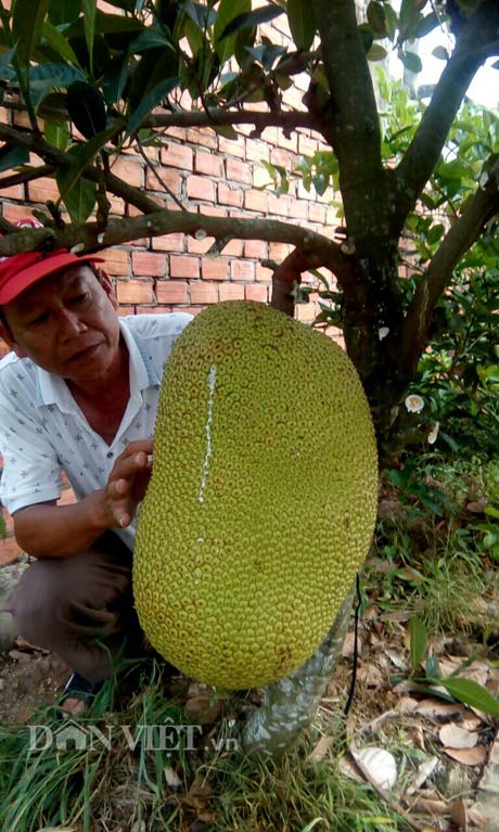 Tự tay lai tạo giống mít ra trái &#34;khổng lồ&#34;, lời gần 1 tỷ đồng/năm - 4