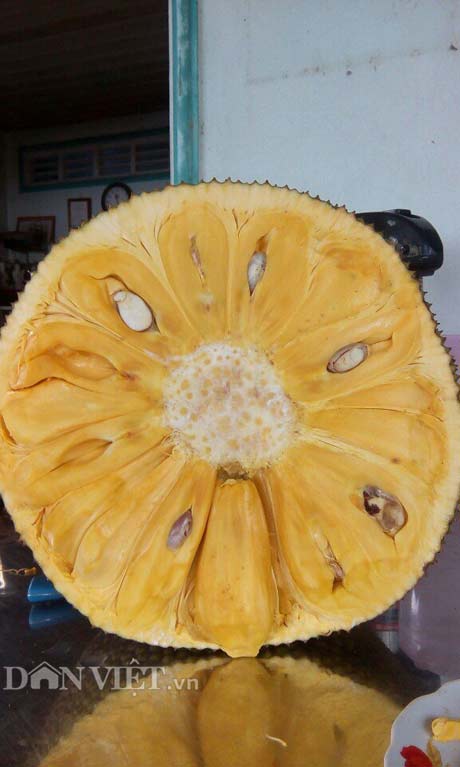 Tự tay lai tạo giống mít ra trái &#34;khổng lồ&#34;, lời gần 1 tỷ đồng/năm - 5