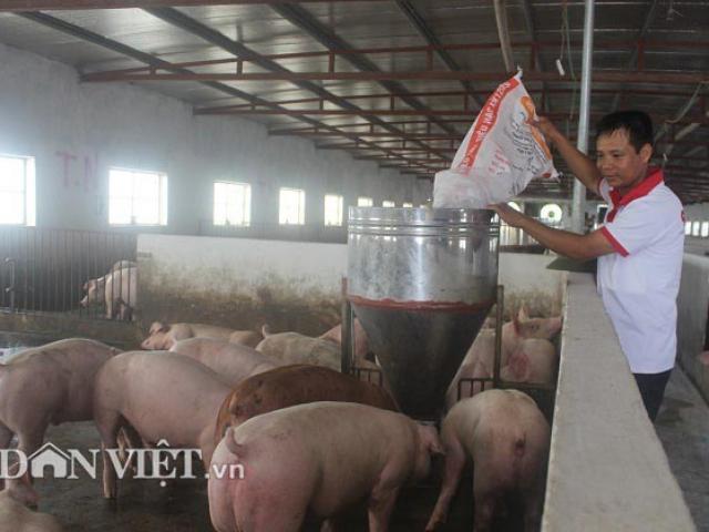 Giá lợn hơi hôm nay 18/9: Lợn hơi khan hiếm, nhiều nơi tăng lên 55.000 đồng/kg