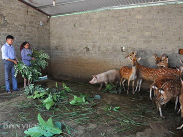 Thị trường - Tiêu dùng - Ông Vinh tiết lộ bí quyết nuôi con thần dược "ông sướng, bà cười"