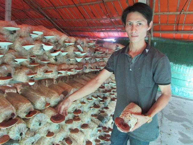 Thị trường - Tiêu dùng - 8X “bỏ túi” 200 triệu đồng mỗi năm từ trồng nấm