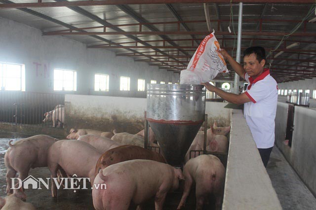 Giá lợn hơi hôm nay 18/9: Lợn hơi khan hiếm, nhiều nơi tăng lên 55.000 đồng/kg - 1