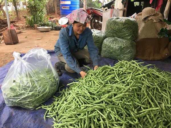 Trồng bạt ngàn đậu cô ve nơi sườn đồi, tới vụ cân quả tính tiền - 1