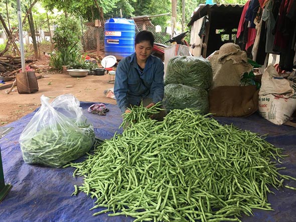 Trồng bạt ngàn đậu cô ve nơi sườn đồi, tới vụ cân quả tính tiền - 2