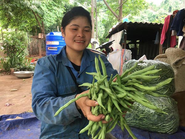 Trồng bạt ngàn đậu cô ve nơi sườn đồi, tới vụ cân quả tính tiền - 4