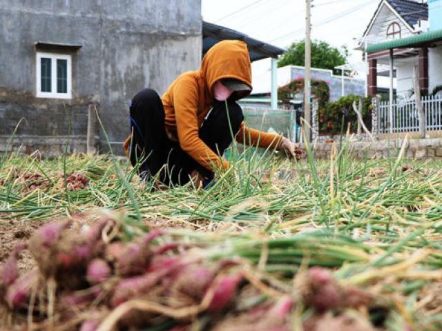 Thị trường - Tiêu dùng - Nông dân trồng hành Ninh Thuận lao đao vì... thương lái "ngó lơ"