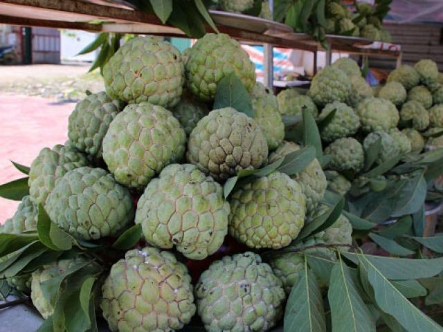 Thị trường - Tiêu dùng - Làm giàu ở nông thôn: Tỷ phú trồng na ra trái "khổng lồ"