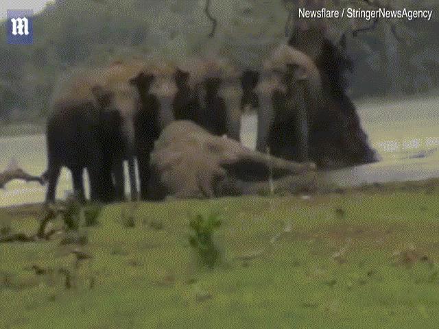 Kinh ngạc cảnh 300 con voi khóc thương ở ”đám ma” voi đầu đàn bị giết