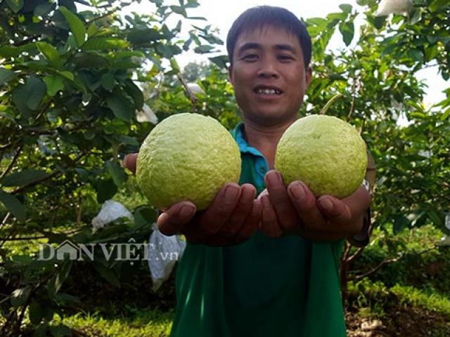 Thị trường - Tiêu dùng - Trồng ổi lai, quả to như trứng ngỗng, da bóng, ngọt, bán cả năm