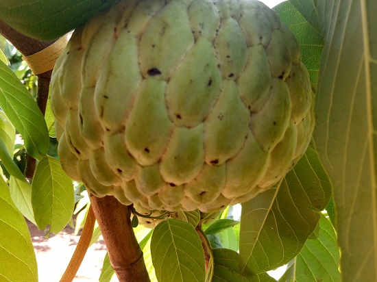 Làm giàu ở nông thôn: Tỷ phú trồng na ra trái &#34;khổng lồ&#34; - 3