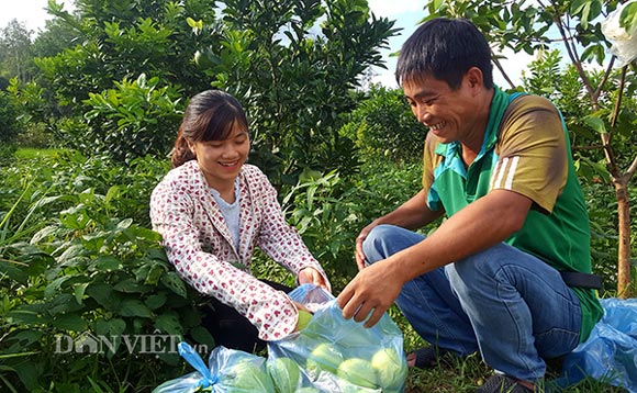 Trồng ổi lai, quả to như trứng ngỗng, da bóng, ngọt, bán cả năm - 1