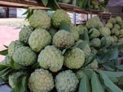 Thị trường - Tiêu dùng - Làm giàu ở nông thôn: Tỷ phú trồng na ra trái &quot;khổng lồ&quot;