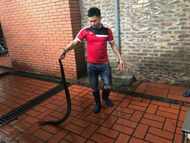 Thị trường - Tiêu dùng - Làng nuôi rắn thu bạc tỷ của thủ đô giờ ra sao?