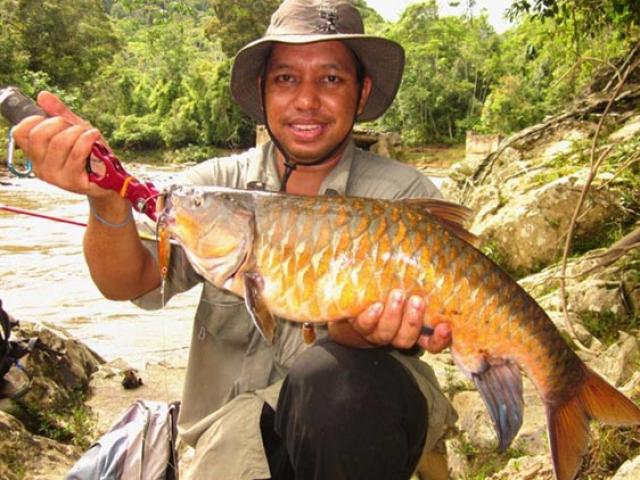 Thị trường - Tiêu dùng - Quý như vàng, đặc sản cá "vong bất liễu ngư" được đại gia săn lùng