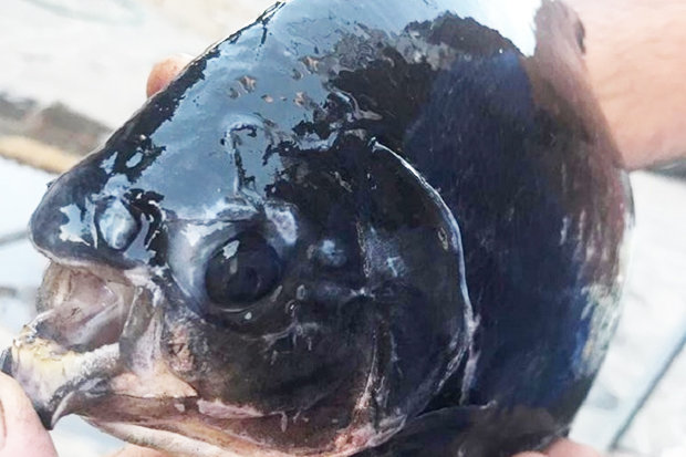 Kinh ngạc cá có hàm răng giống hệt người ở Nga - 2