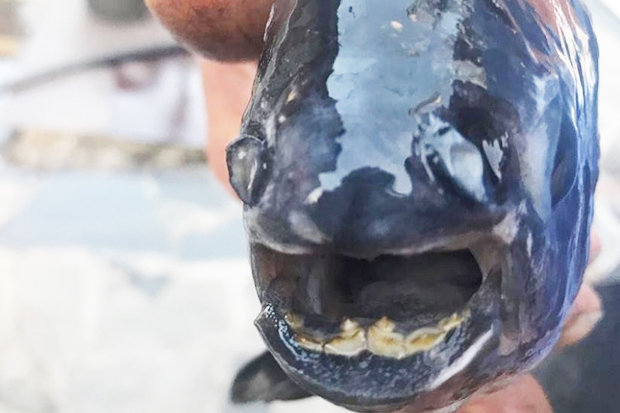 Kinh ngạc cá có hàm răng giống hệt người ở Nga - 3