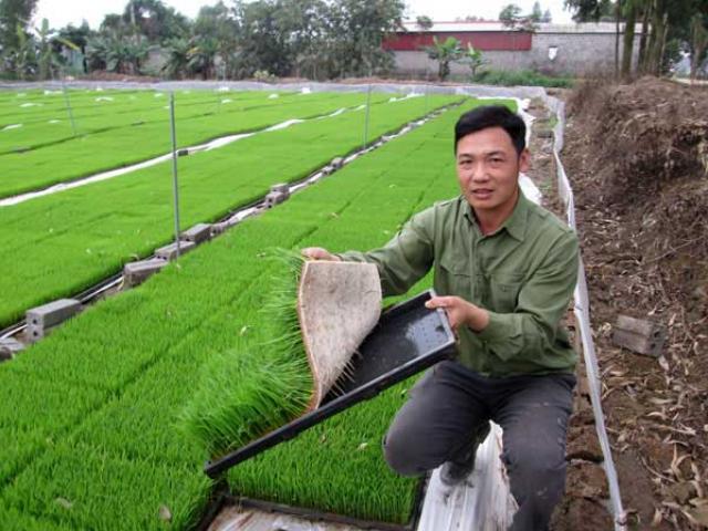Thị trường - Tiêu dùng - Người bỏ ruộng, người đi thuê lại 120 mẫu đất cấy lúa, gặt tiền tỷ